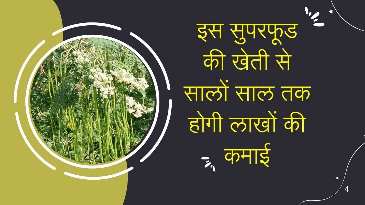 इस सुपरफूड की खेती से सालों साल तक होगी लाखों की कमाई, मार्केट में है खूब डिमांड खेती से मालामाल होंगे किसान, जाने नाम