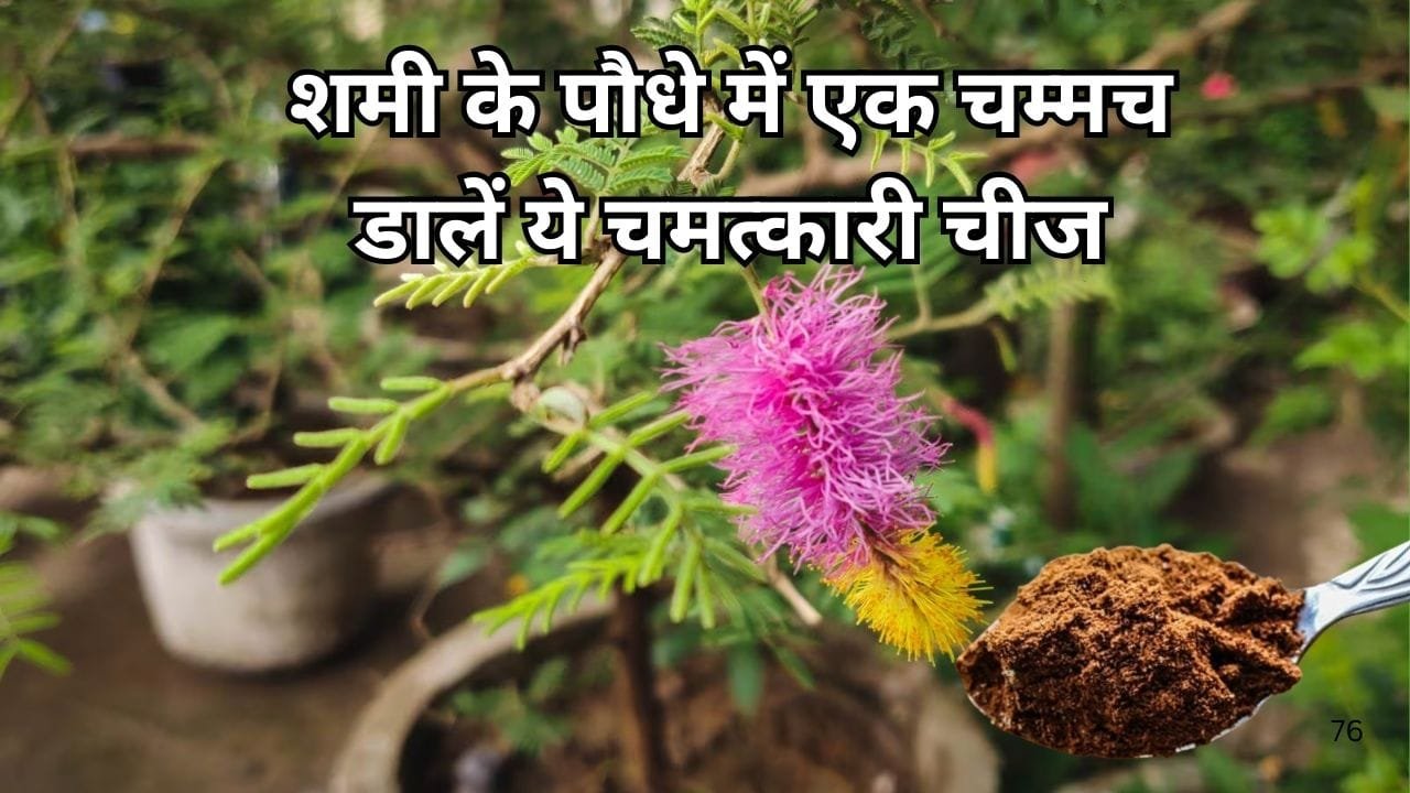 Gardening tips: शमी के पौधे में एक चम्मच डालें ये चमत्कारी चीज, पौधे में आएंगे ढेरों फूल और एक भी पत्ता पीला नहीं पड़ेगा, जाने नाम