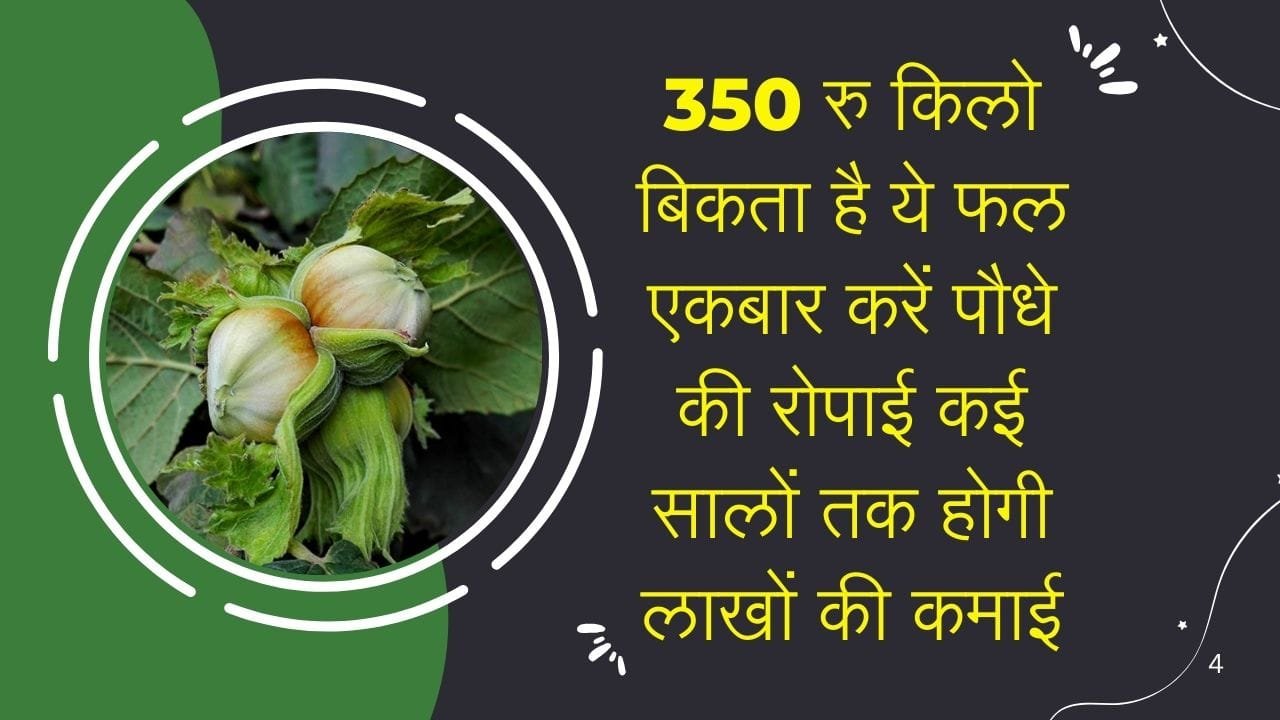 350 रूपए किलो बिकता है ये ताकतवर फल, एकबार करें पौधे की रोपाई कई सालों तक होगी लाखों की कमाई, जाने नाम
