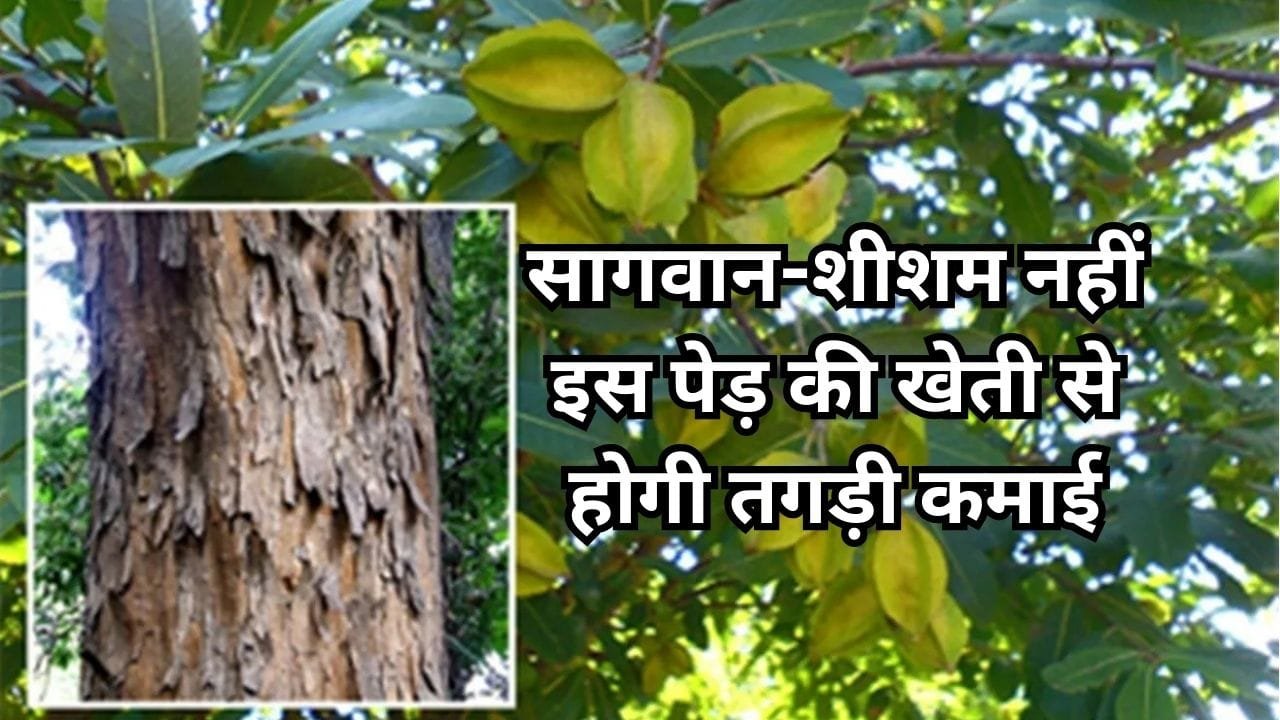 सागवान-शीशम नहीं इस पेड़ की खेती से होगी ताबड़तोड़ कमाई, मार्केट में है लकड़ी की खूब डिमांड, जाने नाम और काम