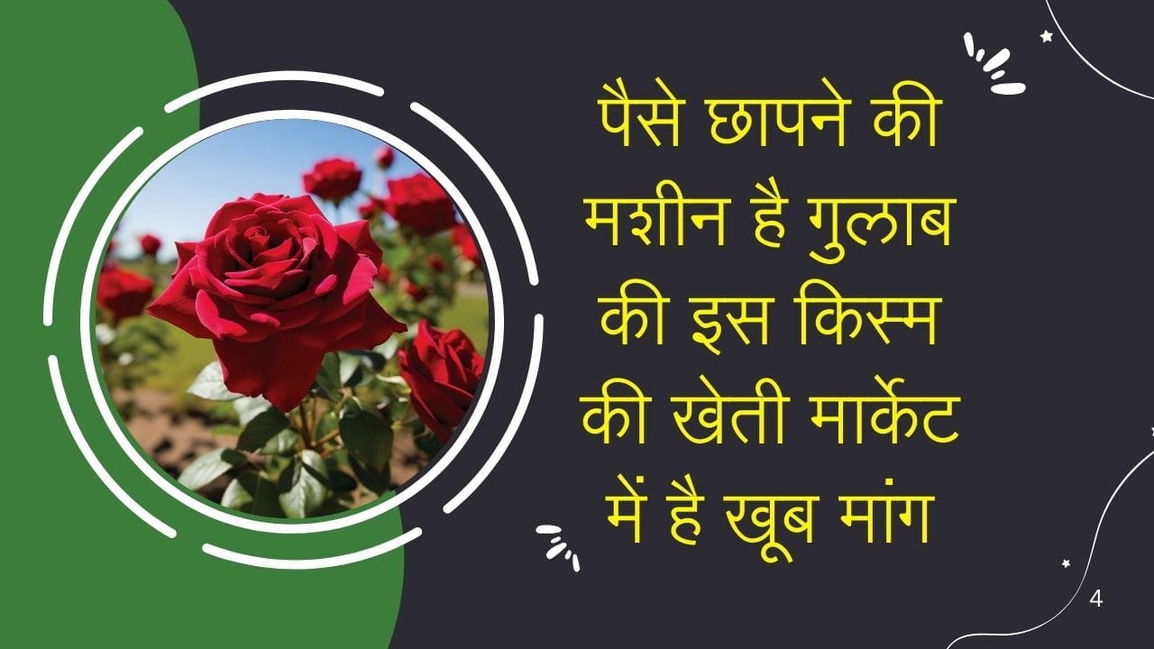 पैसे छापने की मशीन है गुलाब की इस किस्म की खेती, मार्केट में है खूब मांग खेती से आएंगे लाखों रूपए मालामाल होंगे किसान, जाने नाम