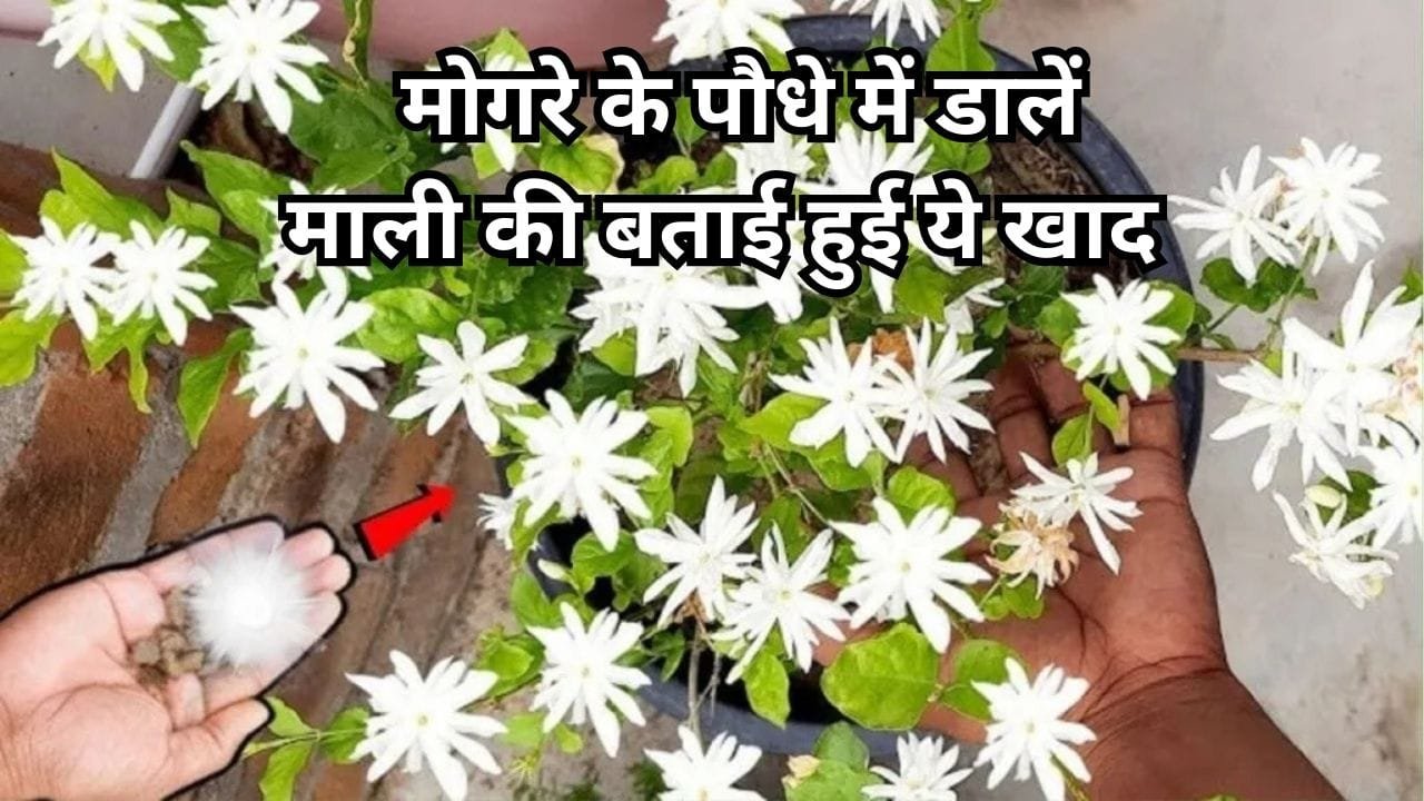 Gardening tips: मोगरे के पौधे में डालें माली की बताई हुई ये खाद, पौधे में आएंगे ढेरों फूल और कलियां, जाने नाम