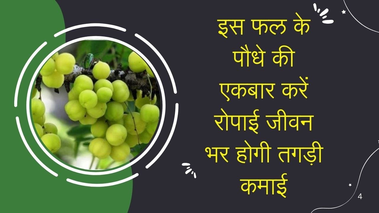 इस फल के पौधे की एकबार करें रोपाई, जीवन भर होगी तगड़ी कमाई एक एकड़ में खेती से कमाएं लाखों रूपए, जाने नाम