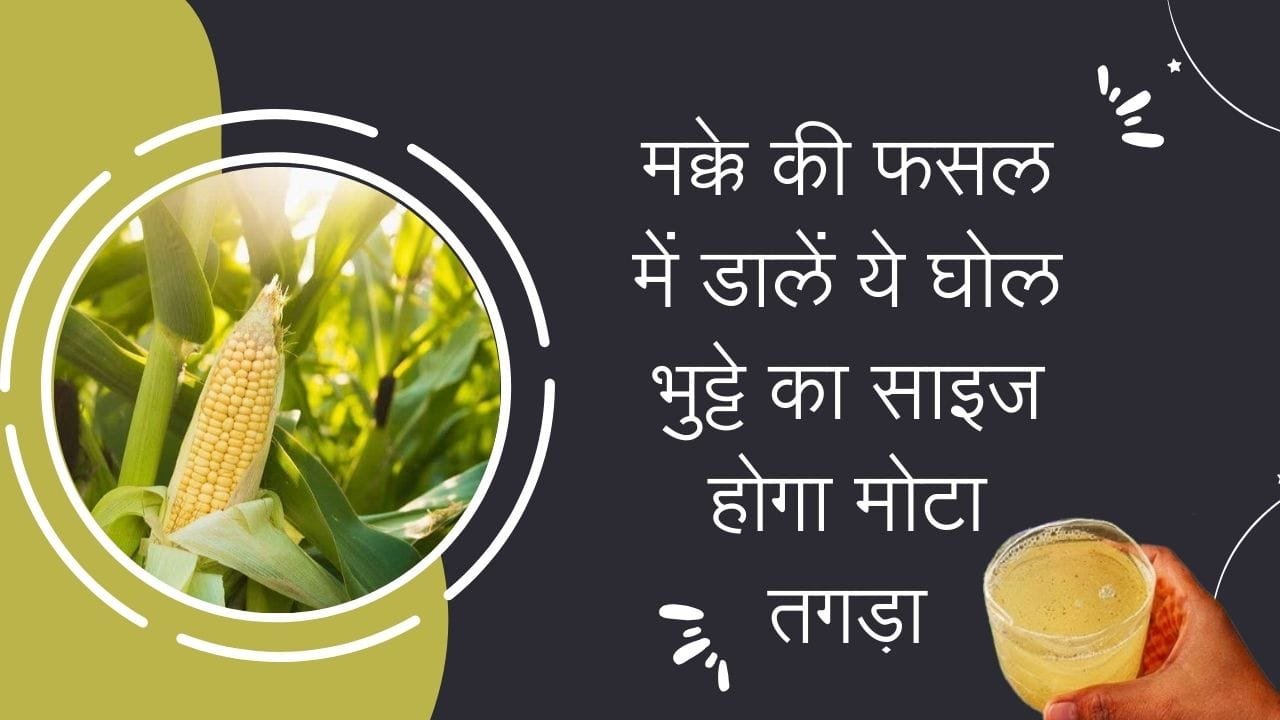 Agricultural Tips: मक्के की फसल में डालें ये घोल, भुट्टे का साइज होगा मोटा तगड़ा पैदावार में भी होगी बेशुमार वृद्धि, जाने नाम