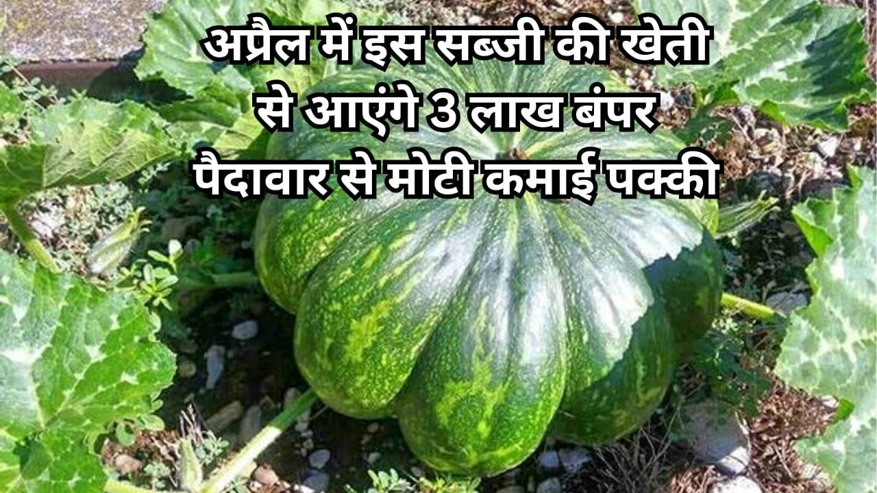 अप्रैल के महीने में इस सब्जी की करें बुआई, 100 दिनों में खेती से आएंगे 3 लाख रूपए बंपर पैदावार से मोटी कमाई पक्की, जाने नाम
