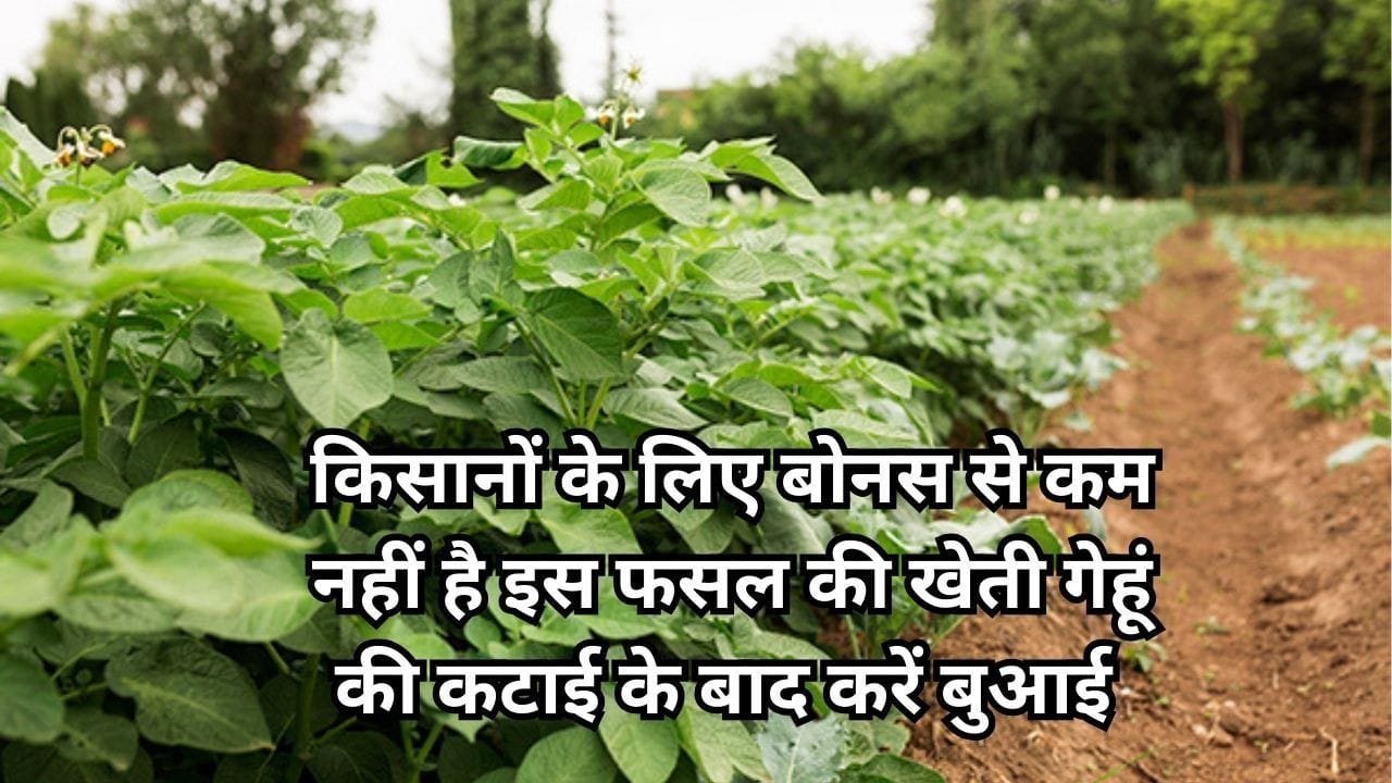 किसानों के लिए बोनस से कम नहीं है इस फसल की खेती, गेहूं की कटाई के बाद करें इसकी बुआई 65 दिनों में खेती से आएंगे 1 लाख रूपए, जाने नाम