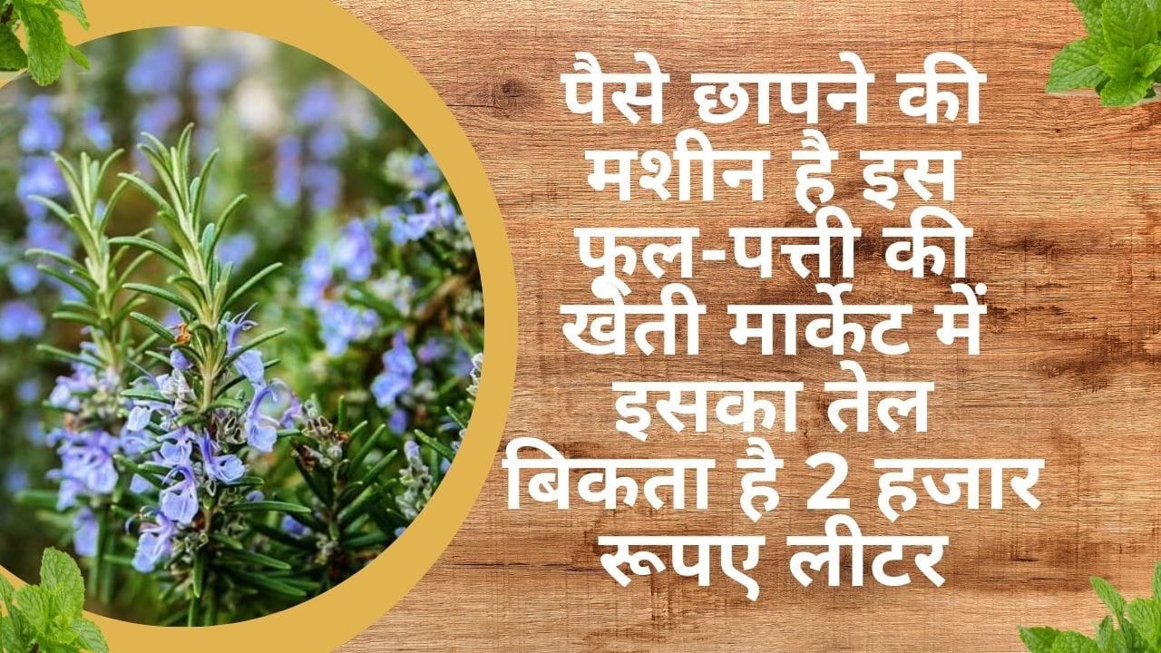 पैसे छापने की मशीन है इस फूल-पत्ती की खेती, मार्केट में इसका तेल बिकता है 2 हजार रूपए लीटर खेती से मालामाल हो जाएंगे किसान, जाने नाम