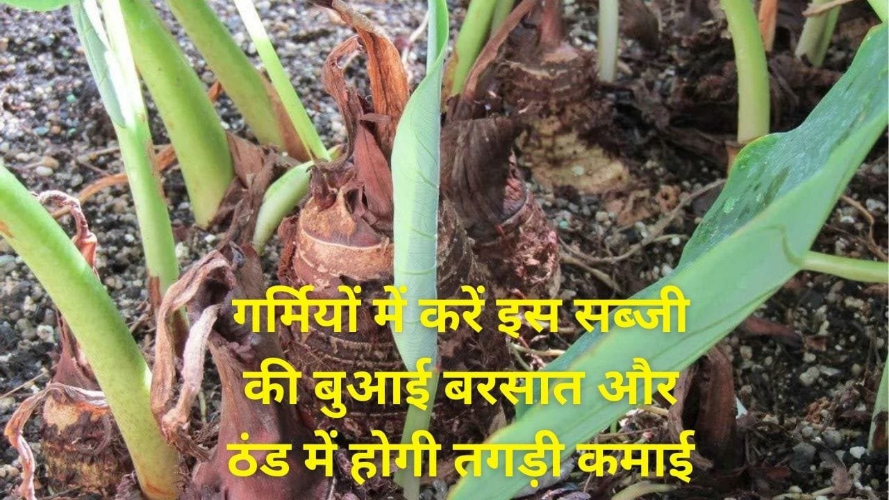 गर्मियों में करें इस सब्जी की बुआई, बरसात और ठंड में होगी जबरदस्त ताबड़तोड़ कमाई मार्केट में है खूब डिमांड, जाने नाम