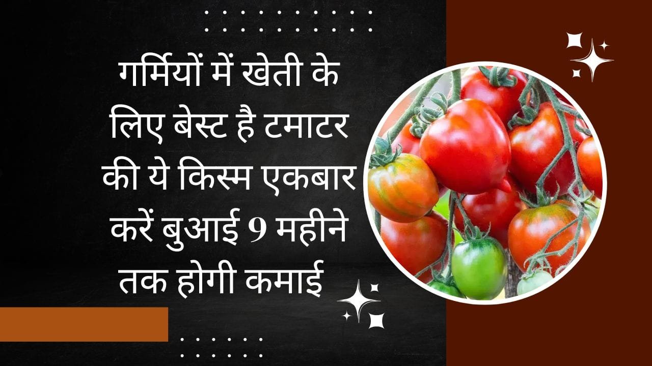 गर्मियों में खेती के लिए बेस्ट है टमाटर की ये किस्म, एकबार करें बुआई 9 महीने तक लगातार ताबड़तोड़ होगी कमाई, जाने नाम