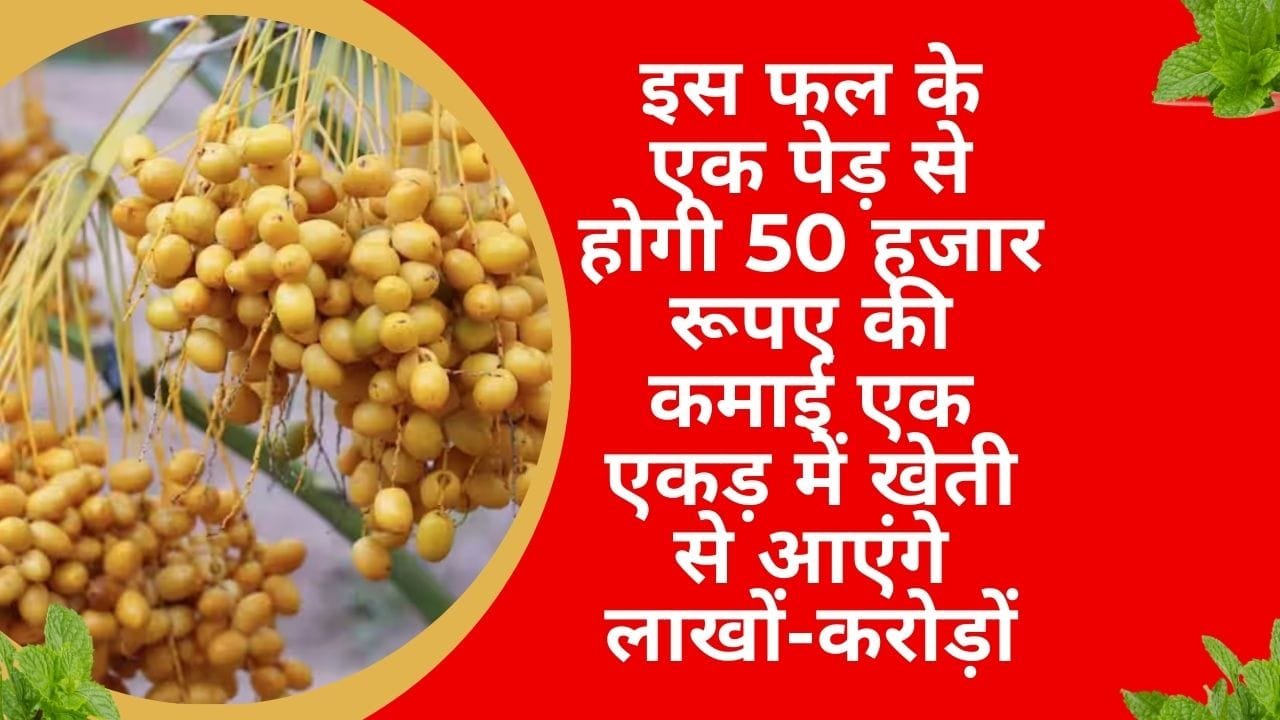 इस फल के एक पेड़ से होगी 50 हजार रूपए की कमाई, एक एकड़ में खेती से आएंगे लाखों-करोड़ों रूपए मार्केट में है खूब डिमांड, जाने नाम