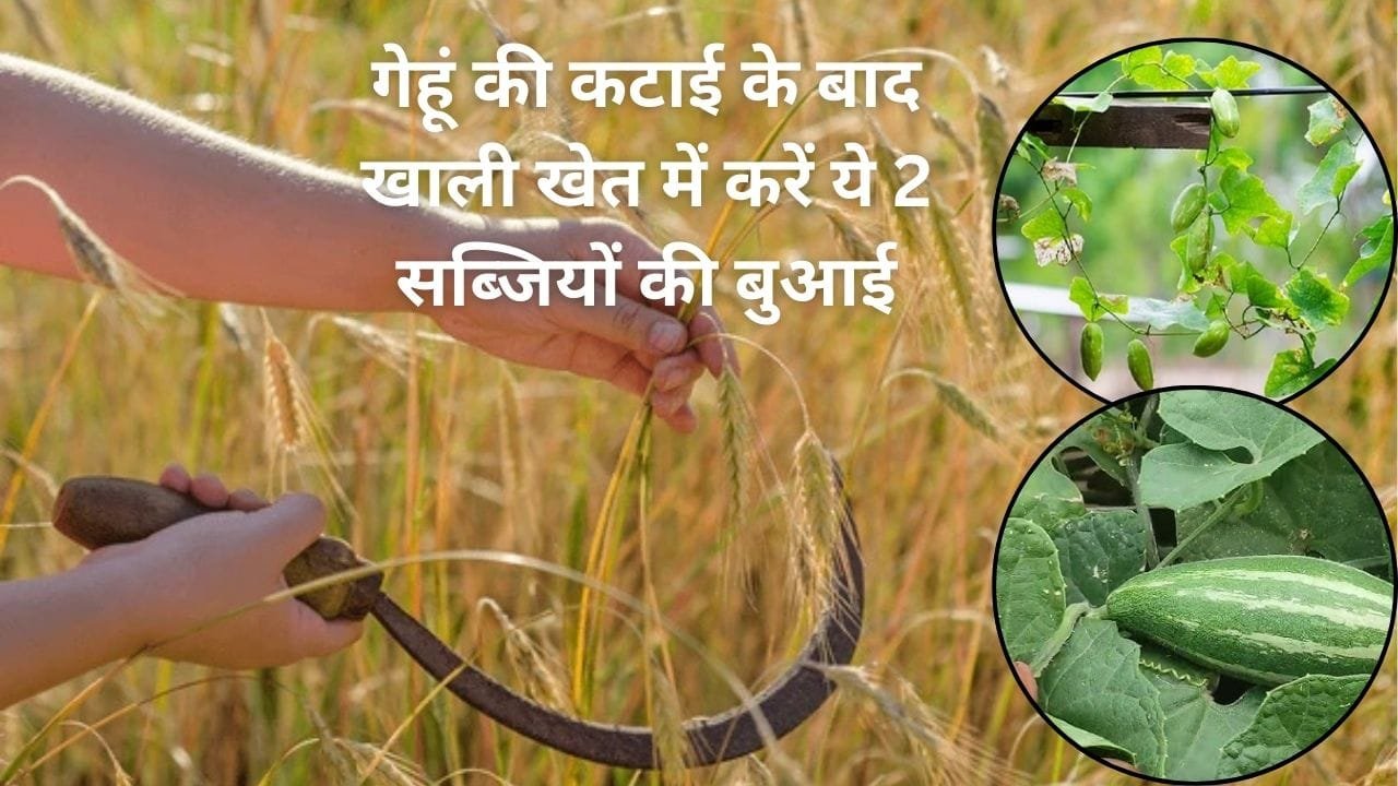 गेहूं की कटाई के बाद खाली खेत में करें ये 2 सब्जियों की बुआई, सिर्फ 60 दिनों के अंदर होगी लाखों रूपए की मोटी कमाई, जाने नाम
