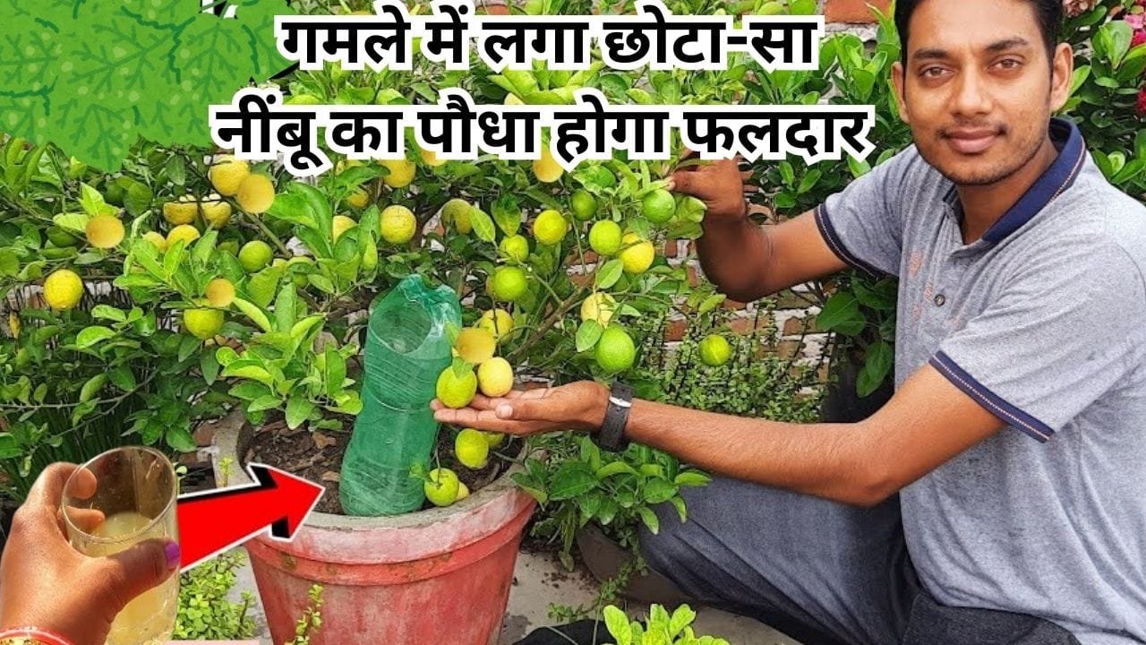 Gardening Tips: गर्मी में गमले में लगा छोटा-सा नींबू का पौधा होगा फलदार, बस पौधे में डालें 1 कप ये घोल पौधे में अनगिनत फल देख मांगने आएंगे पड़ोसी