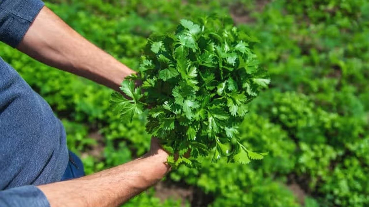 धनिया की इस किस्म की करें बुआई, सिर्फ 60 दिनों में खेती से आएंगे लाखों रूपए बन जाएंगे धन्ना सेठ, जाने नाम