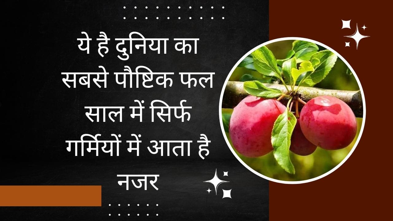 ये है दुनिया का सबसे पौष्टिक फल, साल में सिर्फ गर्मियों में आता है नजर मार्केट में है खूब डिमांड खेती से 40 साल तक होगी तगड़ी कमाई, जाने नाम