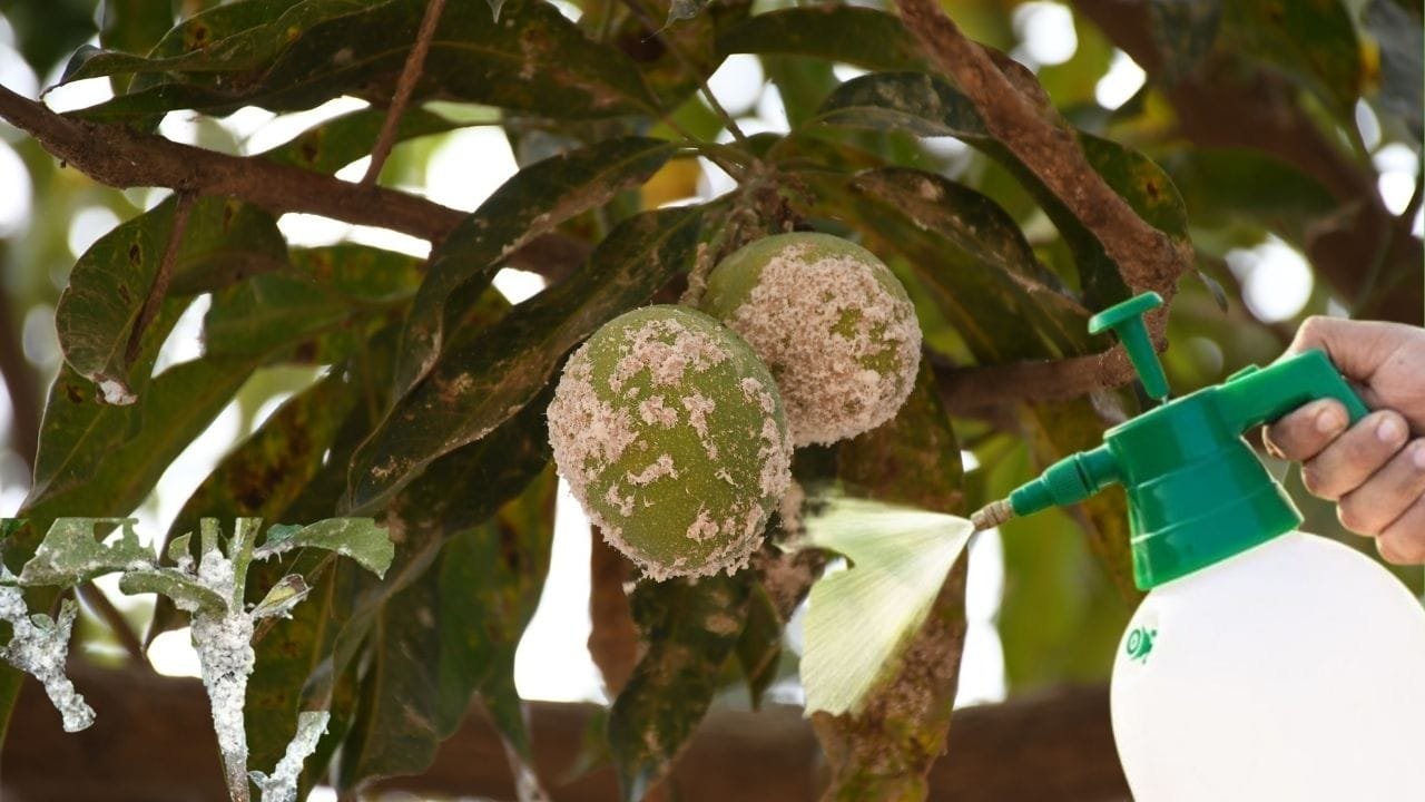 Agricultural Tips: आम के पेड़ में है मिलीबग का कहर, ये देसी घोल पेड़ में दिखाएगा अपना शानदार असर फलों की गुणवत्ता होगी बेहतर, जाने नाम