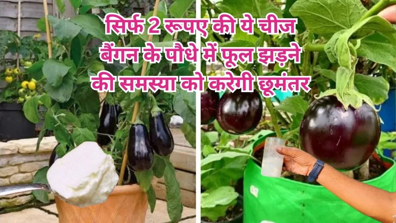 Gardening tips: सिर्फ 2 रूपए की ये चीज बैंगन के पौधे में फूल झड़ने की समस्या को करेगी छूमंतर, अनगिनत बैंगन से लद जाएगा पौधा, जाने नाम
