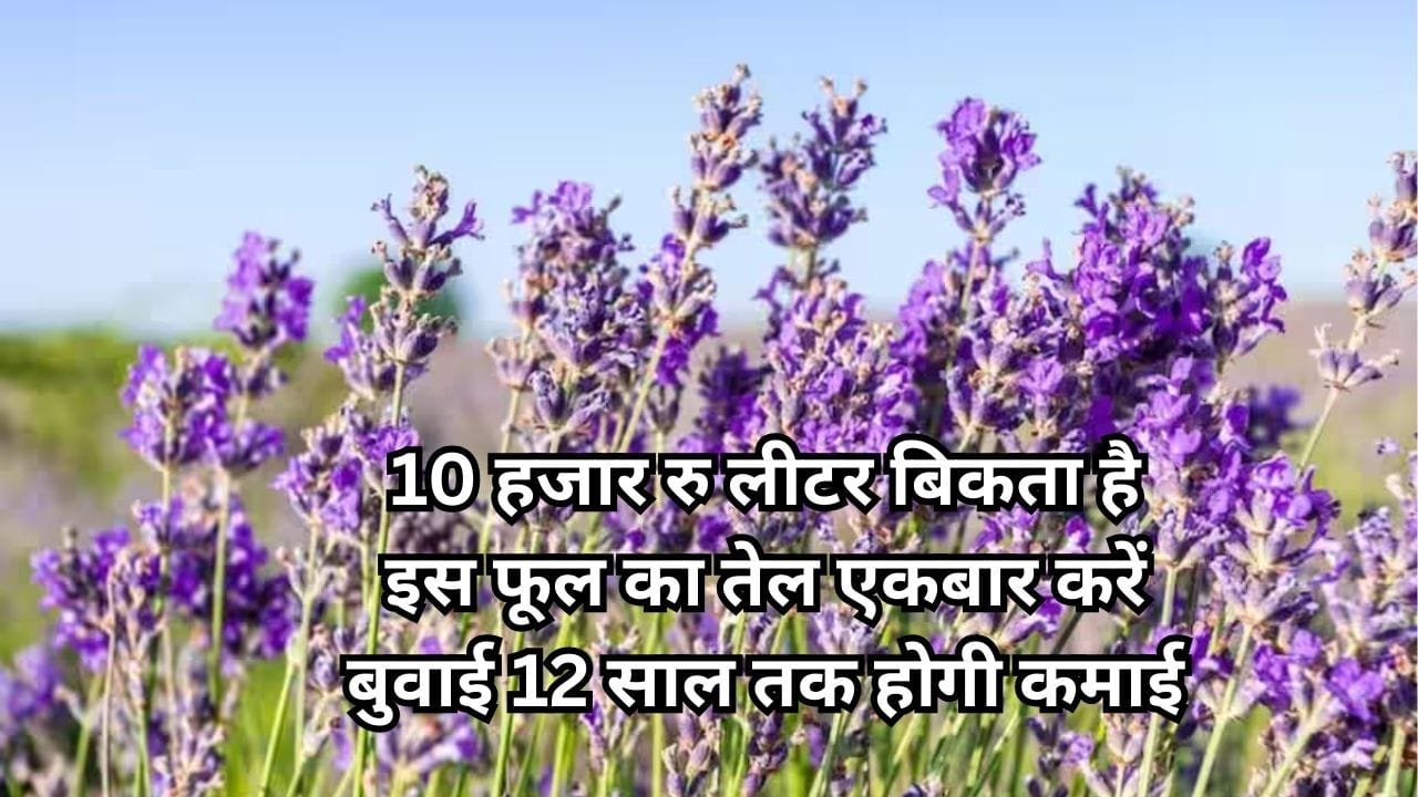 10 हजार रूपए लीटर बिकता है इस फूल का तेल, एकबार करें बुवाई 12 साल तक 5 लाख रूपए प्रति हेक्टेयर होगी कमाई, जाने नाम