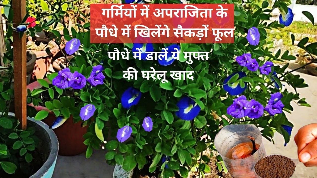 Gardening Tips: गर्मियों में अपराजिता के पौधे में खिलेंगे सैकड़ों फूल, पौधे में डालें ये मुफ्त की घरेलू खाद माली का ये राज हर किसी के नहीं है पास