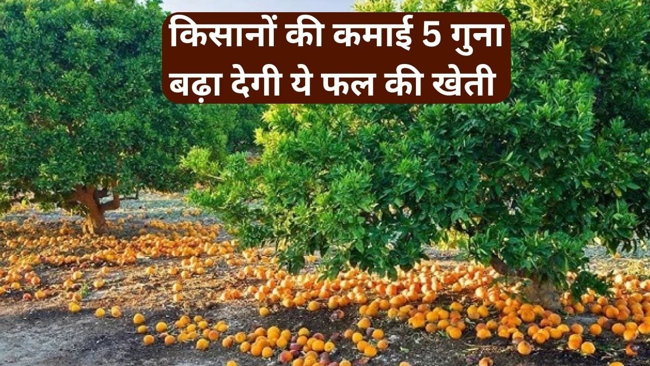 किसानों की कमाई 5 गुना बढ़ा देगी ये फल की खेती, एकबार करें पौधों की रोपाई 35 साल तक छप्परफाड़ होगी कमाई, जाने नाम