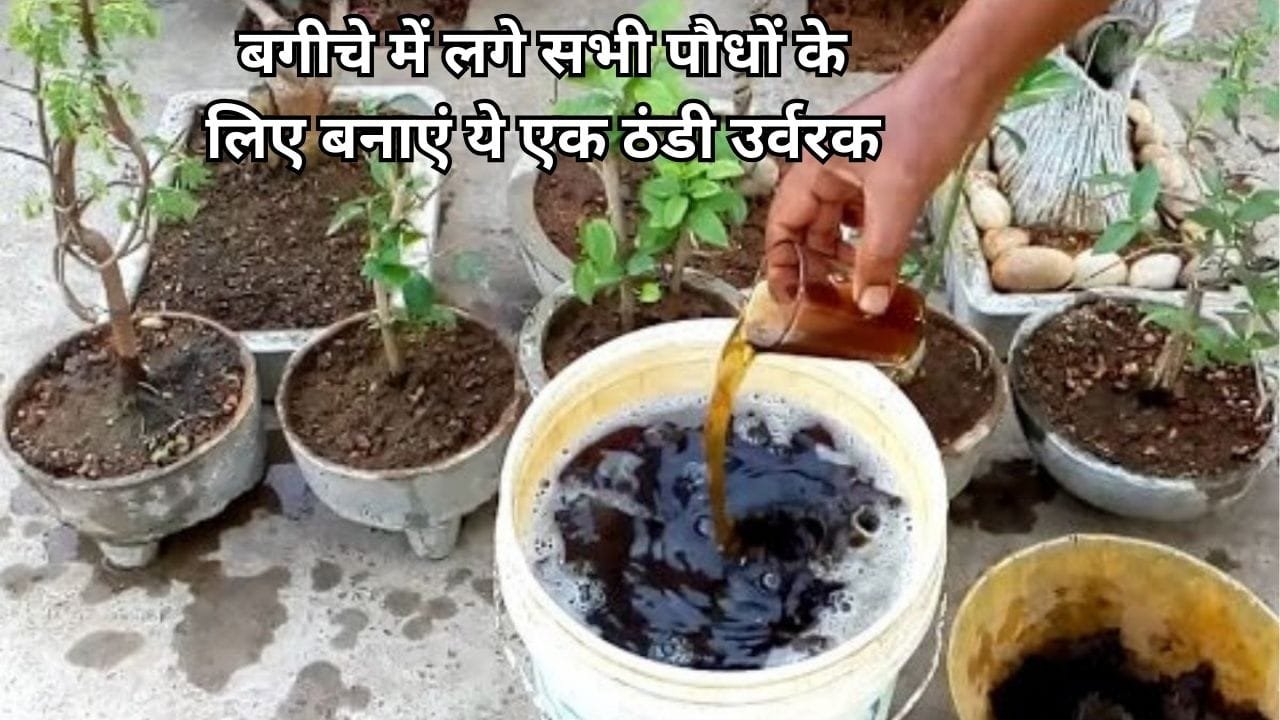 Gardening tips: बगीचे में लगे सभी पौधों के लिए बनाएं ये एक घरेलू ठंडी उर्वरक, गर्मियों में भी खूब लद कर खिलेंगे पौधे में फूल, जाने नाम