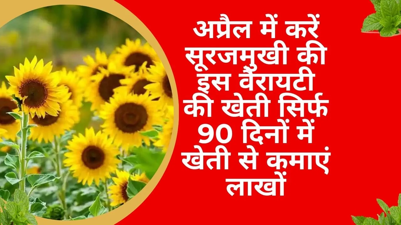 अप्रैल में करें सूरजमुखी की इस वैरायटी की खेती, सिर्फ 90 दिनों में खेती से कमाएं लाखों मार्केट में है बीज-फूल दोनों की डिमांड, जाने नाम