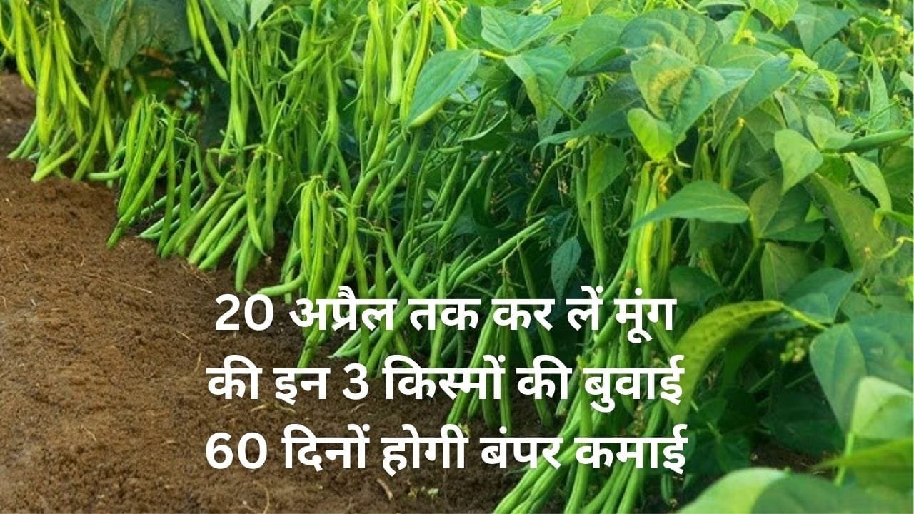 20 अप्रैल तक कर लें मूंग की इन 3 किस्मों की बुवाई, सिर्फ 60 दिनों होगी बंपर कमाई छप्परफाड़ उत्पादन से भर जाएगा मूंग के गोदाम, जाने नाम