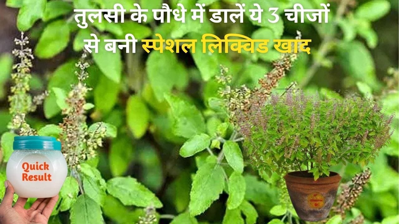 Gardening Tips: अप्रैल-मई की तपती गर्मी में भी नहीं सूखेगा तुलसी का पौधा, बस पौधे में डालें ये 3 चीजों से बनी स्पेशल लिक्विड खाद हरा-भरा-घना होगा पौधा
