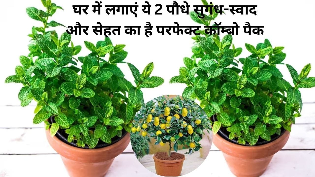 घर में लगाएं ऑक्सीजन का पावरहाउस और स्वाद से भरपूर ये 2 पौधे, सुगंध-स्वाद और सेहत का है परफेक्ट कॉम्बो पैक, जाने नाम