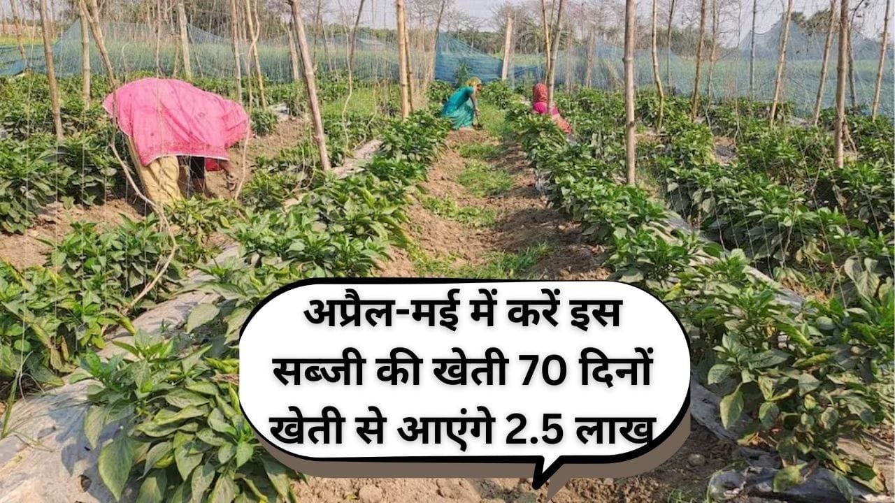 अप्रैल-मई में जरूर करें इस सब्जी की खेती, सिर्फ 70 दिनों मिलेगी बंपर पैदावार प्रति हेक्टेयर खेती से आएंगे 2.5 लाख, जाने नाम