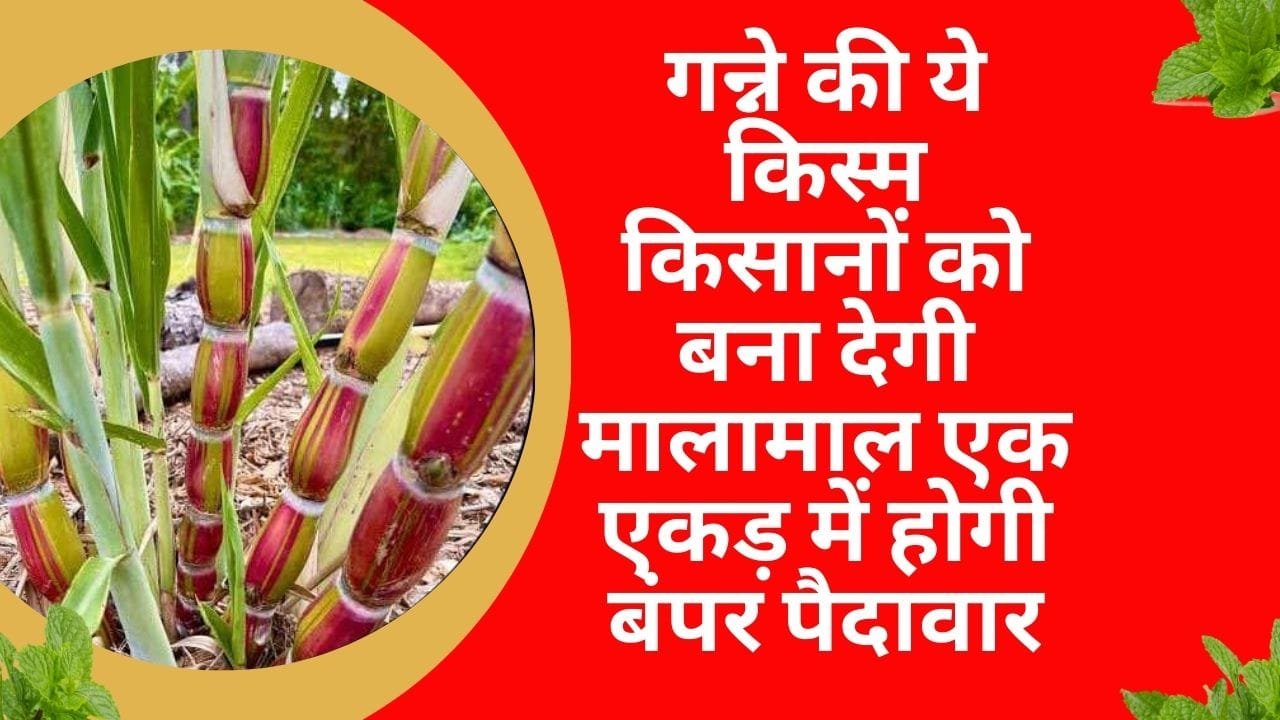 गन्ने की ये किस्म किसानों को बना देगी मालामाल, एक एकड़ में होगी बंपर पैदावार के साथ छप्परफाड़ कमाई, जाने नाम और काम