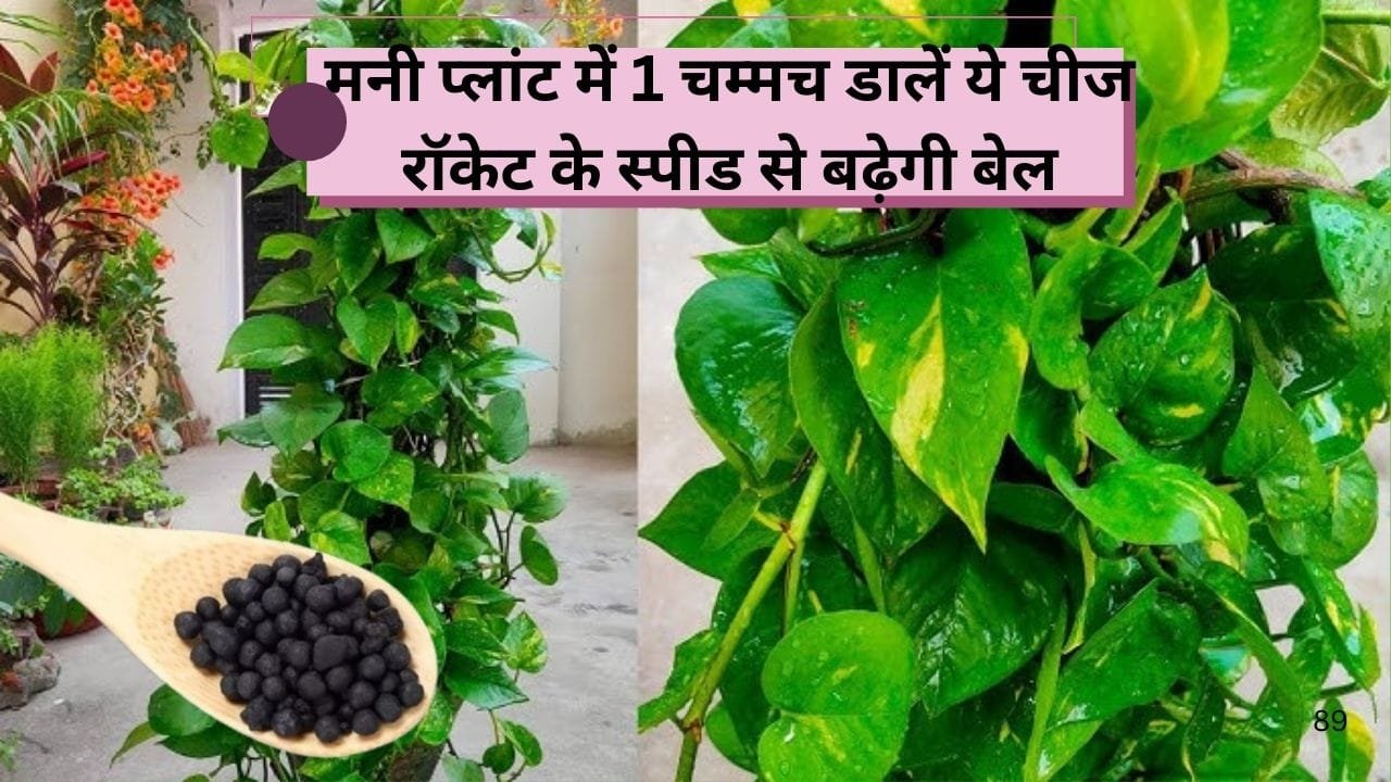 Gardening Tips: मनी प्लांट में एक चम्मच डालें ये चीज, रॉकेट के स्पीड से बढ़ेगी बेल और पौधे में निकलेगी नई-नई पत्तियां, जाने नाम