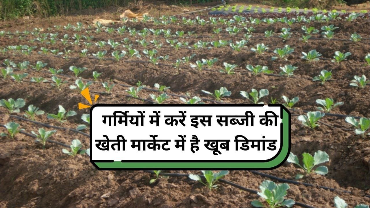 गर्मियों में करें इस सब्जी की खेती, मार्केट में है खूब डिमांड खेती से 90 दिनों में पैसों से लबालब भर जाएगी किसानों की जेब, जाने बुवाई का तरीका