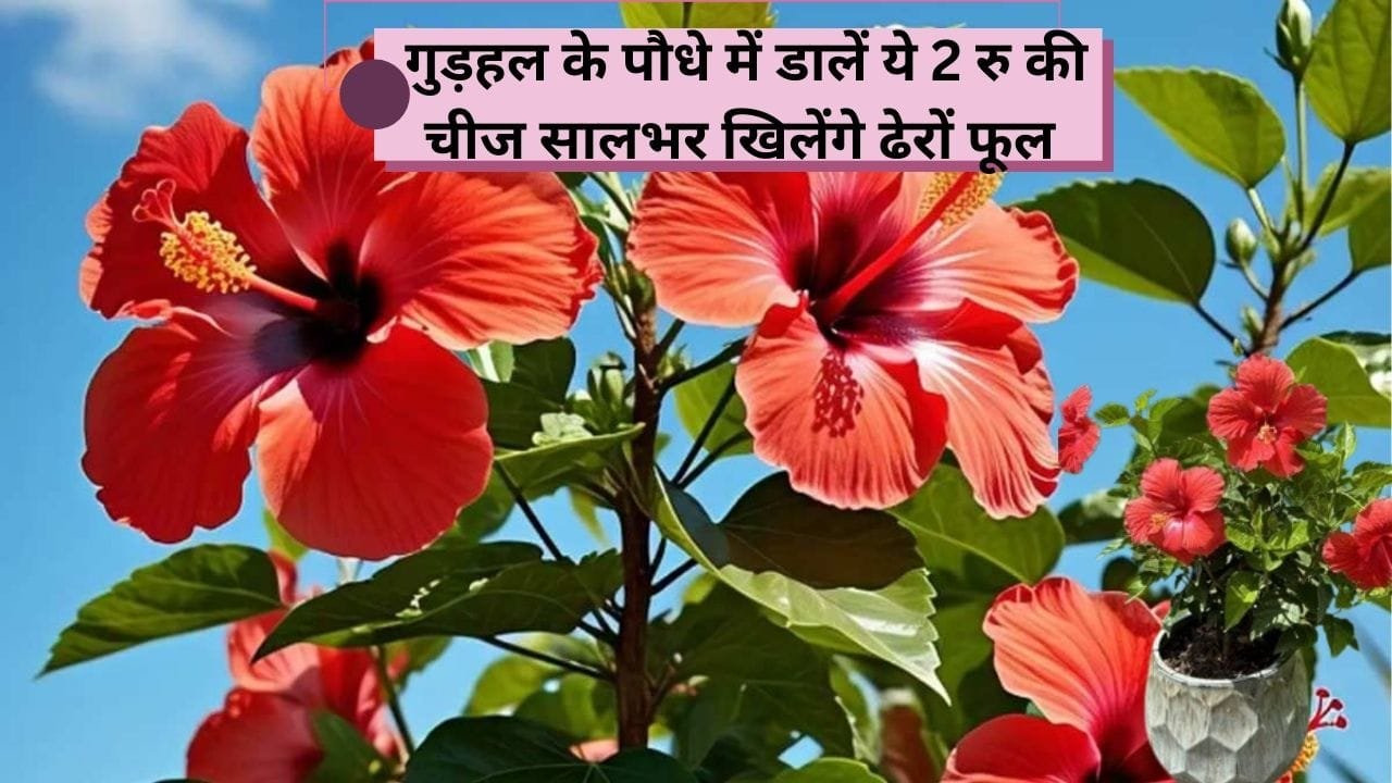 Gardening Tips: गुड़हल के पौधे में सालभर खिलेंगे अनगिनत फूल और कलियाँ, बस पौधें में डालें ये 2 रूपए की चीज और पाएं कमाल के रिजल्ट