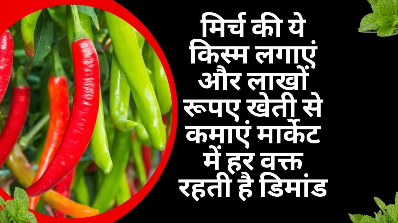 मिर्च की ये किस्म लगाएं और लाखों रूपए खेती से कमाएं, मार्केट में हर वक्त रहती है तगड़ी डिमांड, जाने नाम और काम