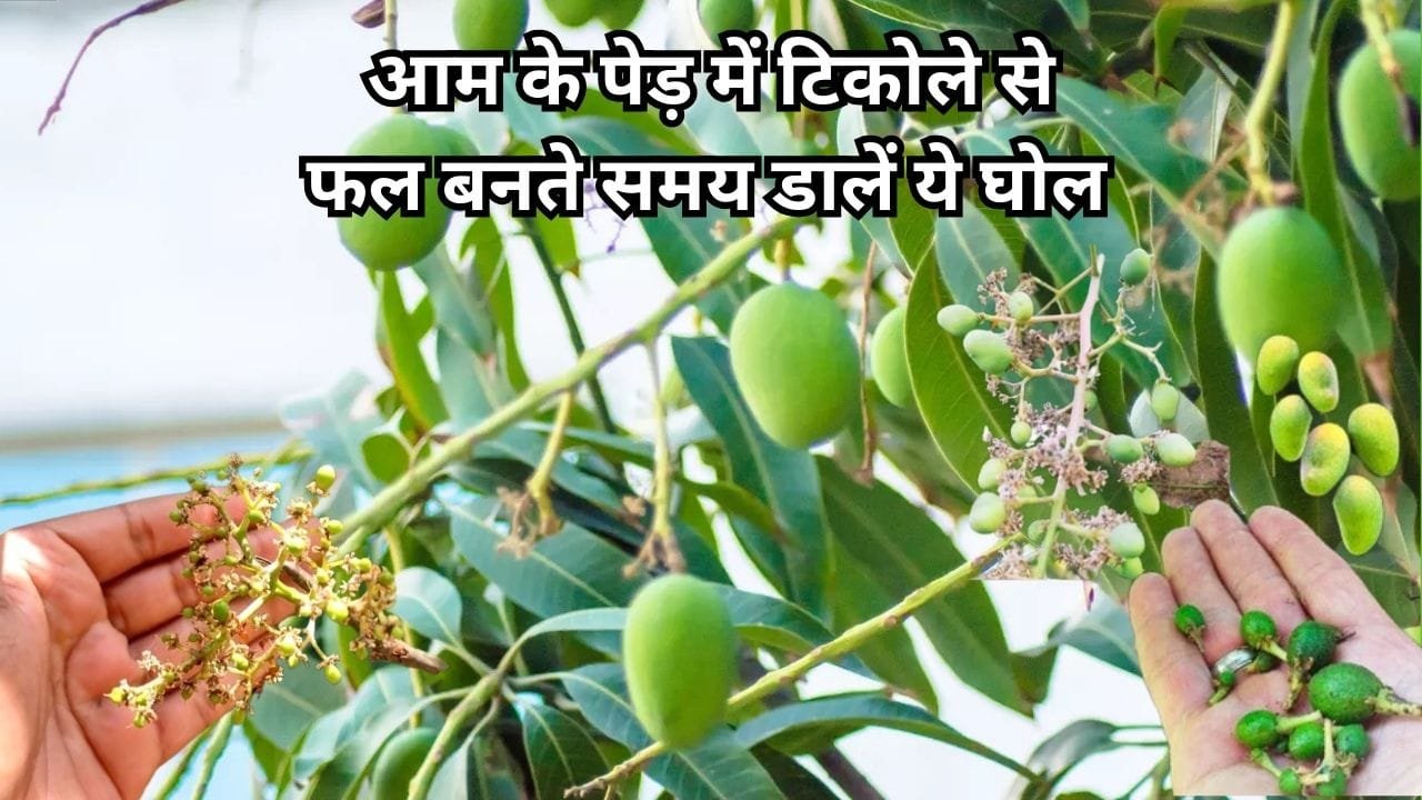 Agricultural Tips: आम के पेड़ में टिकोले से फल बनते समय डालें ये घोल, आंधी तूफान आने पर भी नहीं झाड़ेगा एक भी फल, जाने नाम
