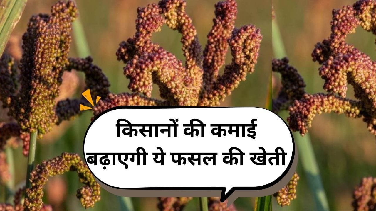 किसानों की कमाई बढ़ाएगी ये फसल की खेती, मार्किट में है खूब डिमांड चंद दिनों में हो जाएंगे मालामाल, जाने नाम
