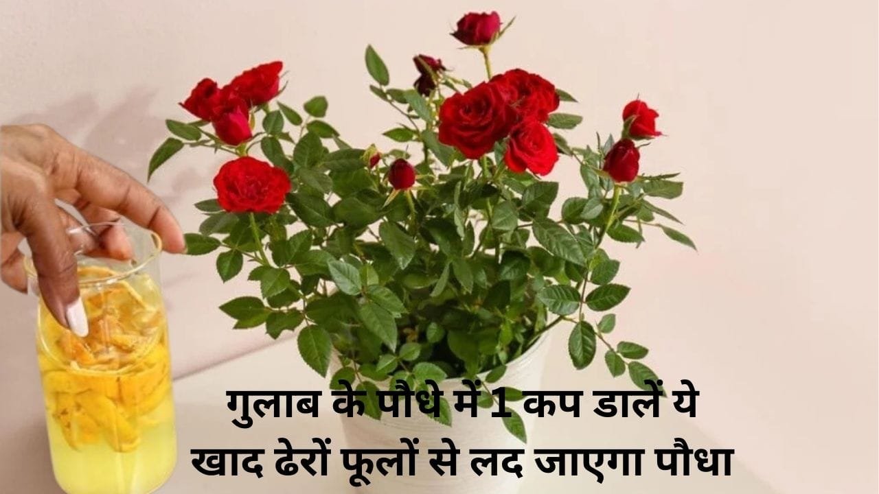Gardening Tips: अप्रैल में गुलाब के पौधे में आएंगे ढेरों फूल और कलियाँ, बस पौधे में एक कप डालें ये लिक्विड खाद, जाने नाम