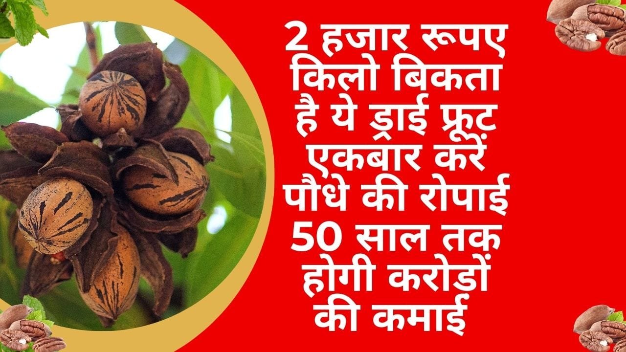 2 हजार रूपए किलो बिकता है ये ड्राई फ्रूट, एकबार करें पौधे की रोपाई 50 साल तक होगी करोड़ों की कमाई मार्केट में है खूब डिमांड, जाने नाम