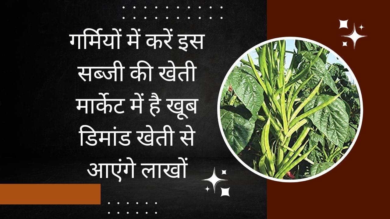 गर्मियों में करें इस सब्जी की खेती, मार्केट में है खूब डिमांड चांद दिनों में हो जाएंगे मालामाल खेती से आएंगे लाखों रूपए, जाने नाम