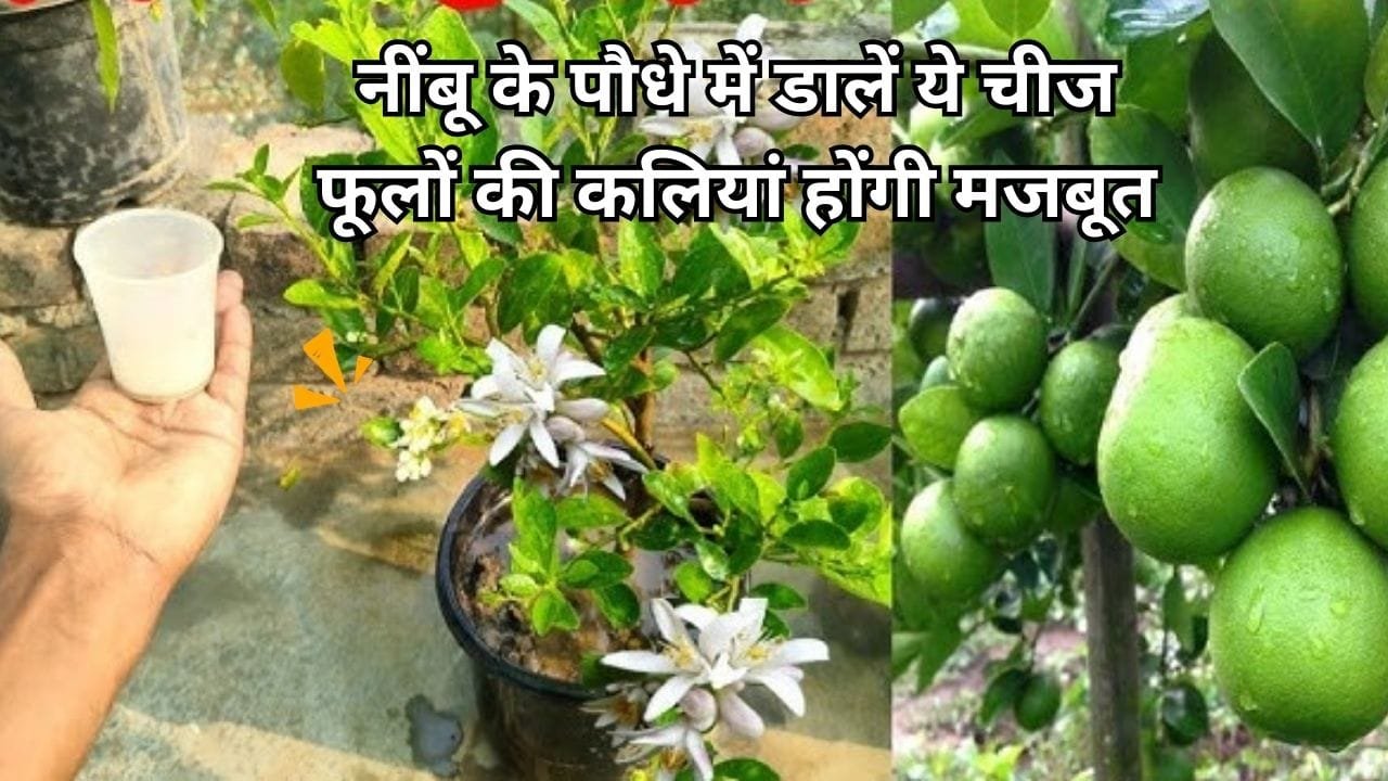 Gardening Tips: नींबू के पौधे में डालें ये एक चीज, फूल झड़ने और फल गिरने की समस्या से मिलेगा छुटकारा फूलों की कलियां होंगी मजबूत, जाने नाम