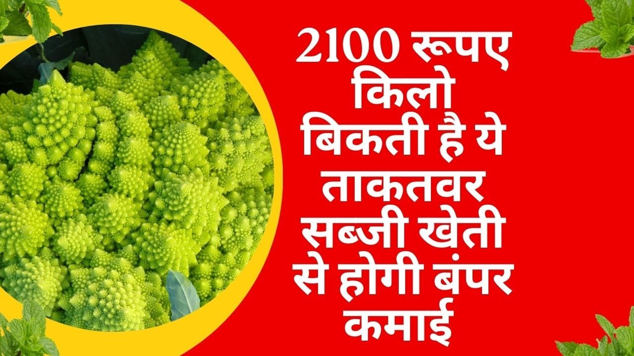 2100 रूपए किलो बिकती है ये ताकतवर सब्जी, खेती से होगी बंपर कमाई मार्केट में है खूब मांग, जाने नाम