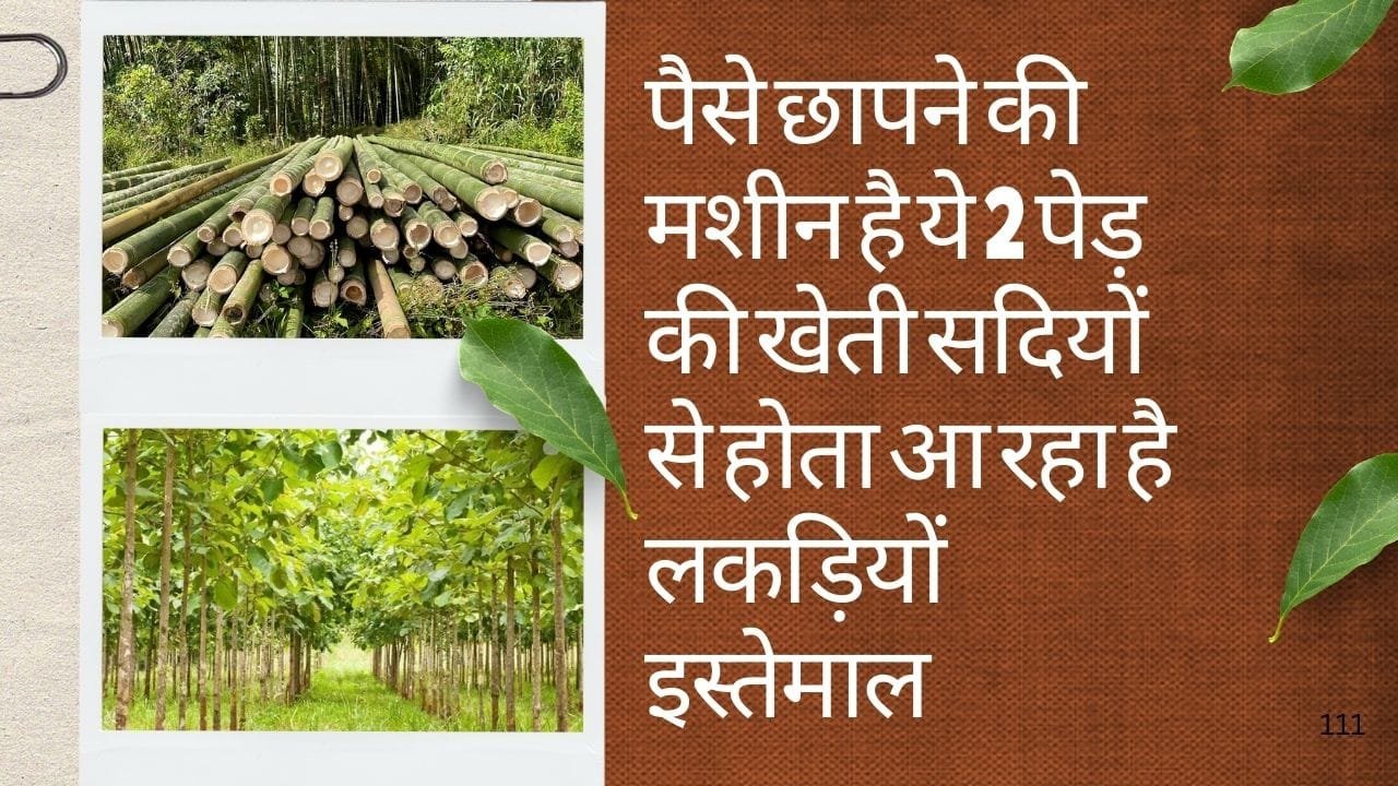 पैसे छापने की मशीन है ये 2 पेड़ की खेती, सदियों से होता आ रहा है इस्तेमाल मार्केट में है जबरदस्त डिमांड खेती से 50 साल तक होगी तगड़ी कमाई