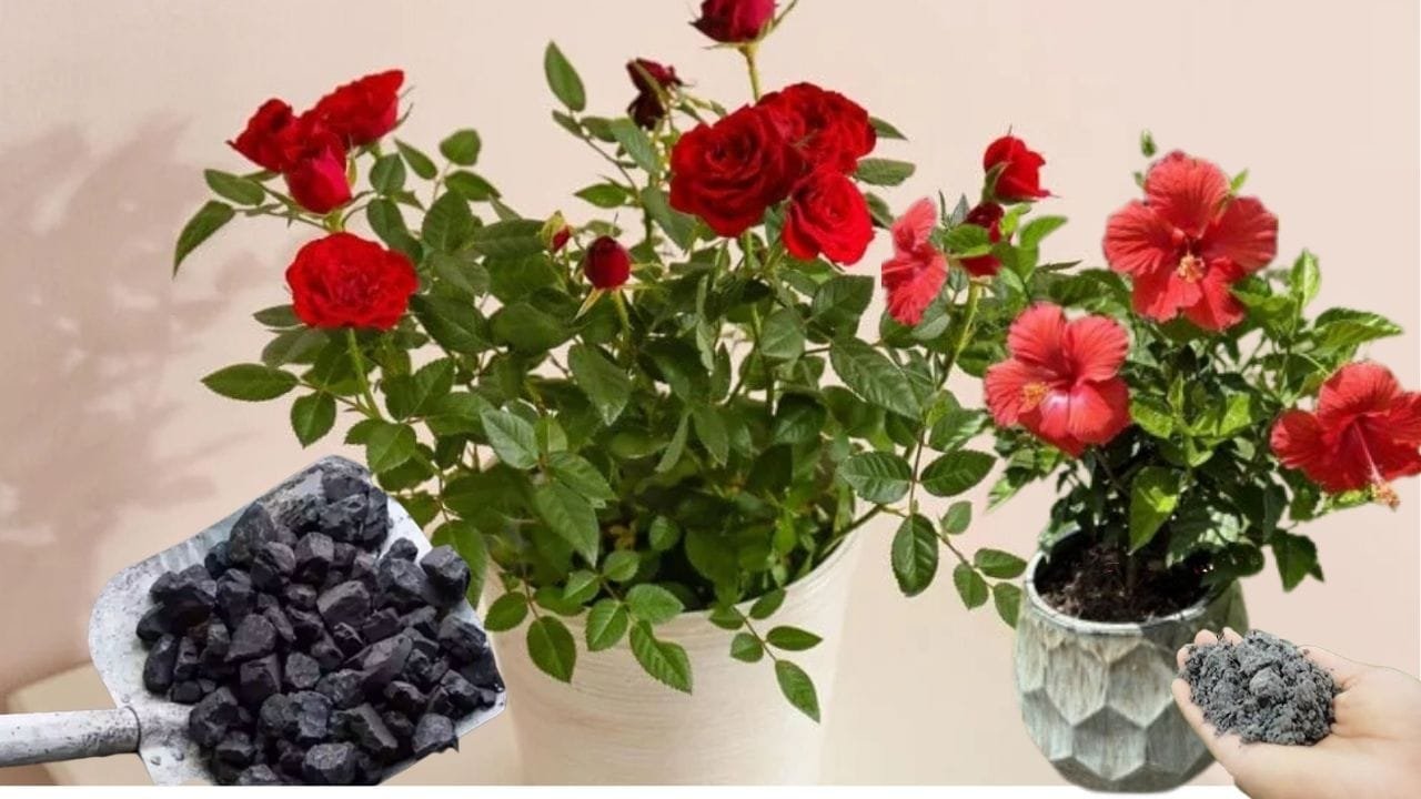 Gardening Tips: गुलाब-गुड़हल के पौधे में डालें ये मुफ्त की चीज, अनगिनत फूलों से लद जाएगा पौधा कीटनाशक का भी करता है काम, जाने नाम