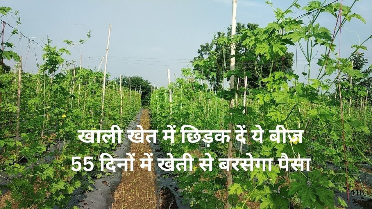 गेहूं-सरसों की कटाई के बाद खाली खेत में छिड़क दें ये बीज, 55 दिनों में खेती से बरसेगा पैसा मार्केट में है खूब डिमांड, जाने नाम