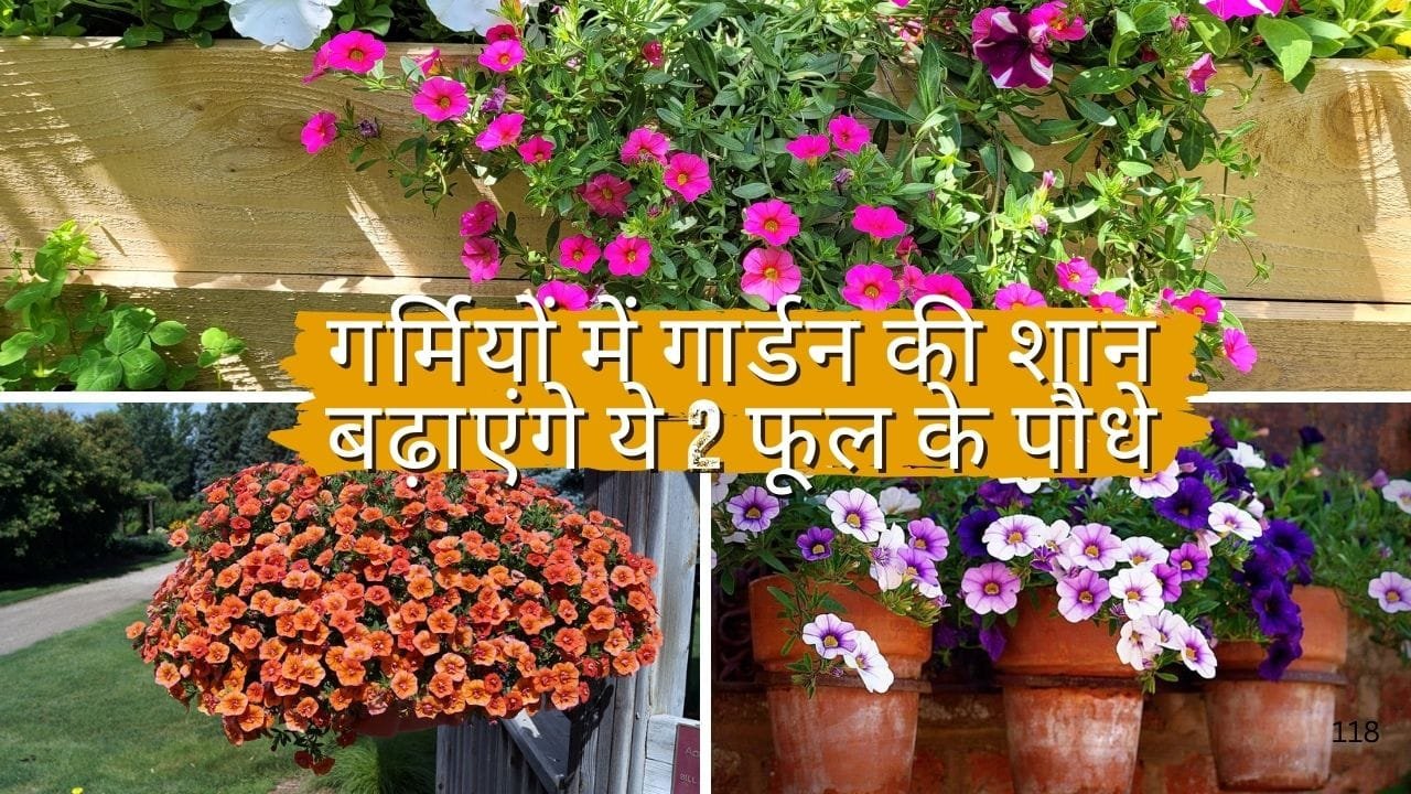 गर्मियों में गार्डन की शान बढ़ाएंगे ये 2 फूल के पौधे, फूलों की खुशबू से महक उठेगा पूरा घर, जाने नाम