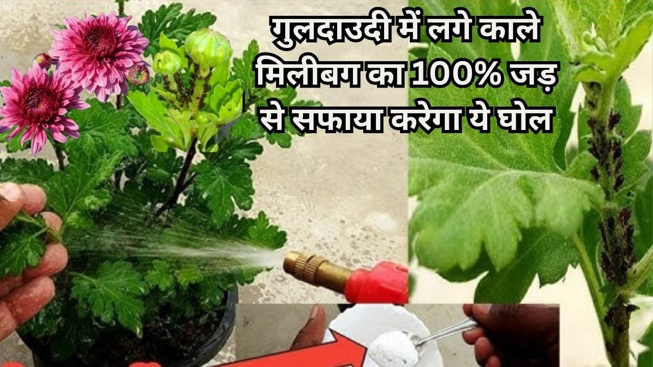 Gardening Tips: गुलदाउदी में लगे काले मिलीबग का 100% जड़ से सफाया करेगा ये घोल, माली ने खुद इस्तेमाल करके दिखाया कमाल