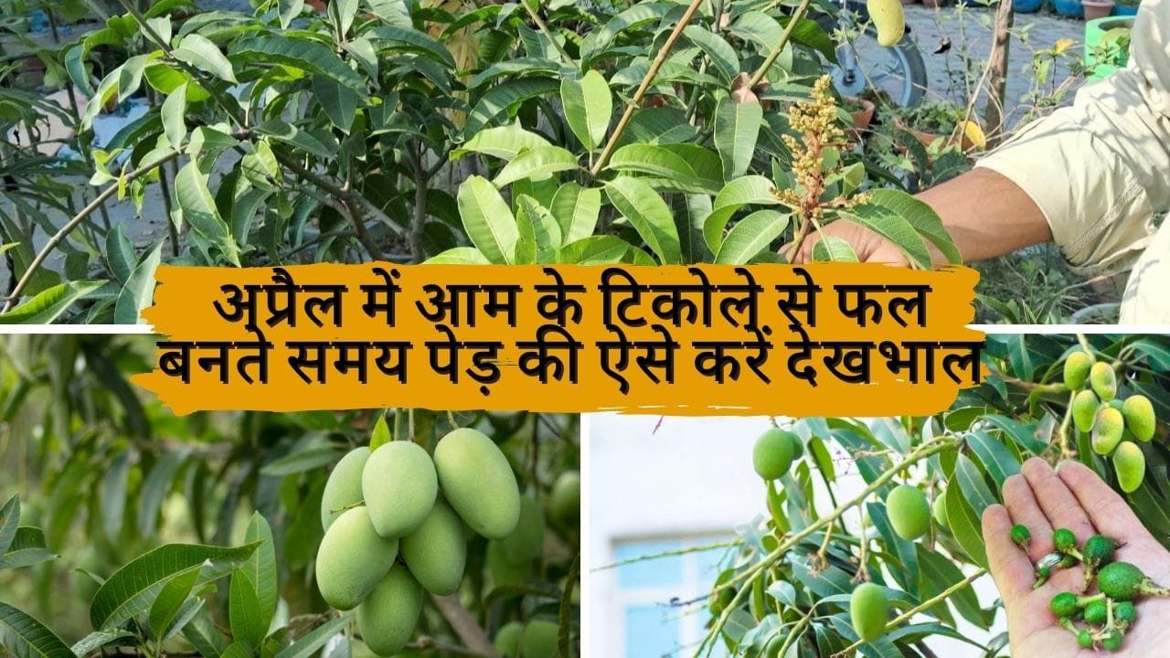 अप्रैल में आम के टिकोले से फल बनते समय पेड़ की ऐसे करें देखभाल, एक भी फल सुखकर झड़कर नीचे नहीं गिरेगा, ये चीज से फल का साइज होगा 2 गुना