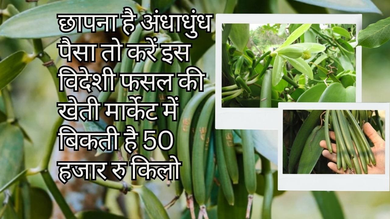 छापना है अंधाधुंध पैसा तो करें इस विदेशी फसल की खेती, मार्केट में बिकती है 50 हजार रु किलो खेती से बन जाएंगे करोड़पति, जाने नाम