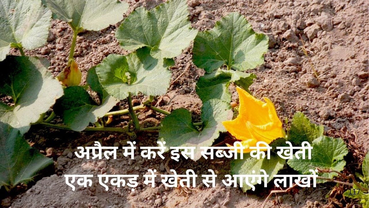 अप्रैल में करें इस सब्जी की खेती, कम लागत में होगा तगड़ा मुनाफा एक एकड़ में खेती से आएंगे लाखों रूपए, जाने बुवाई का तरीका