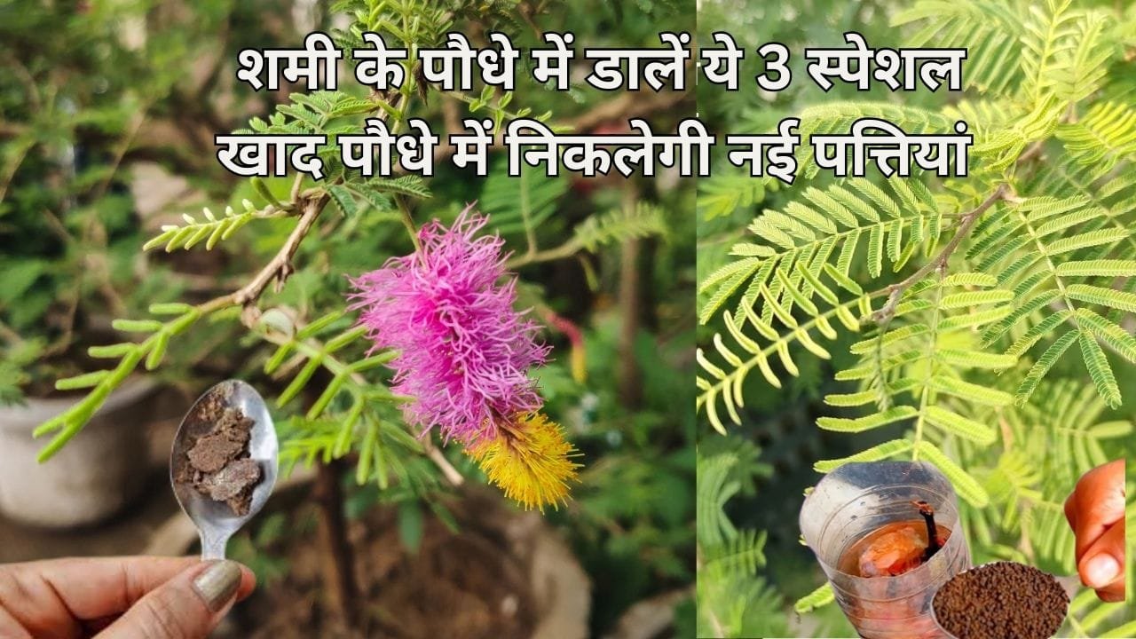 Gardening Tips: गर्मियों में शमी के पौधे की पत्तियां हो रही है पीली, तो पौधे में डालें ये 3 स्पेशल खाद पौधे में निकलेगी नई पत्तियां, जाने नाम